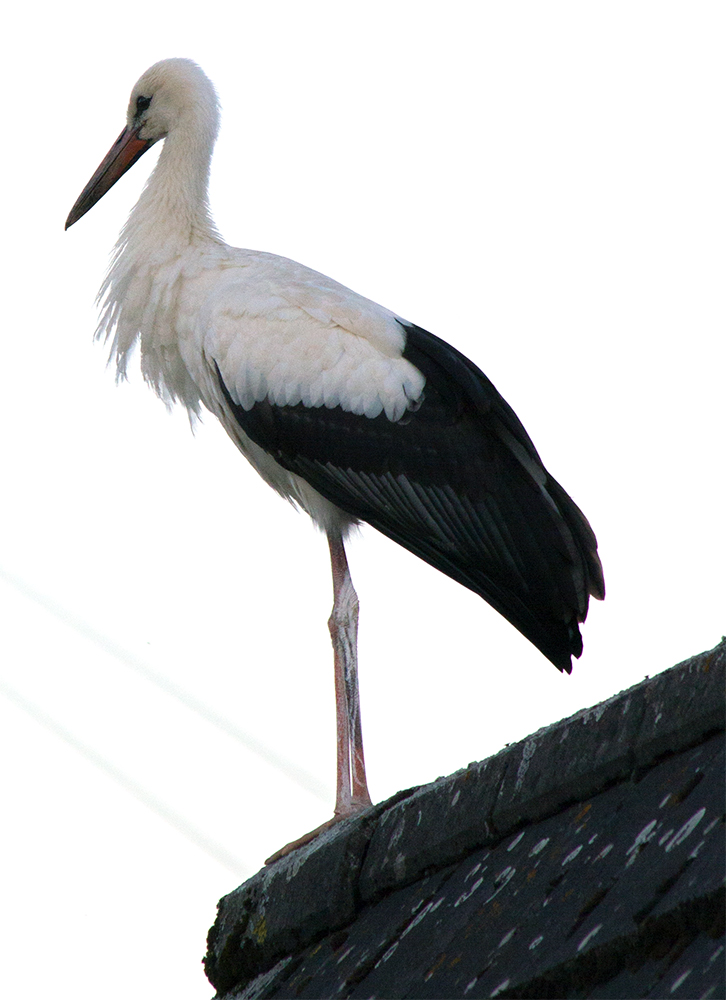 Storch