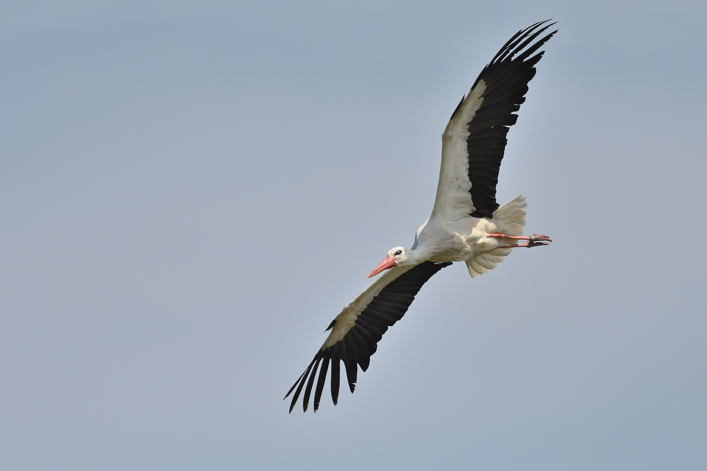 Storch