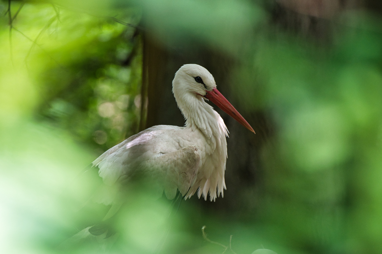 Storch