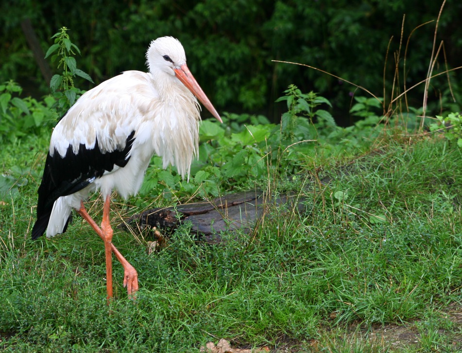 Storch