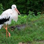 Storch