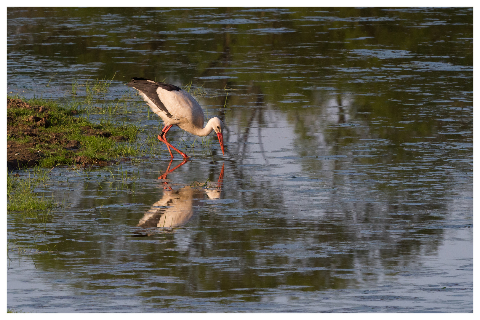 Storch