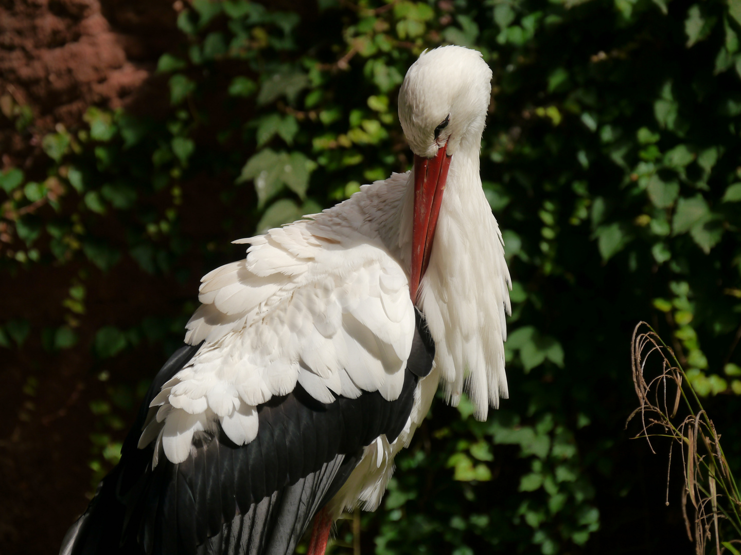 Storch