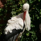 Storch