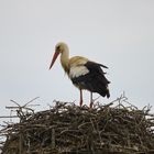 Storch