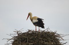 Storch