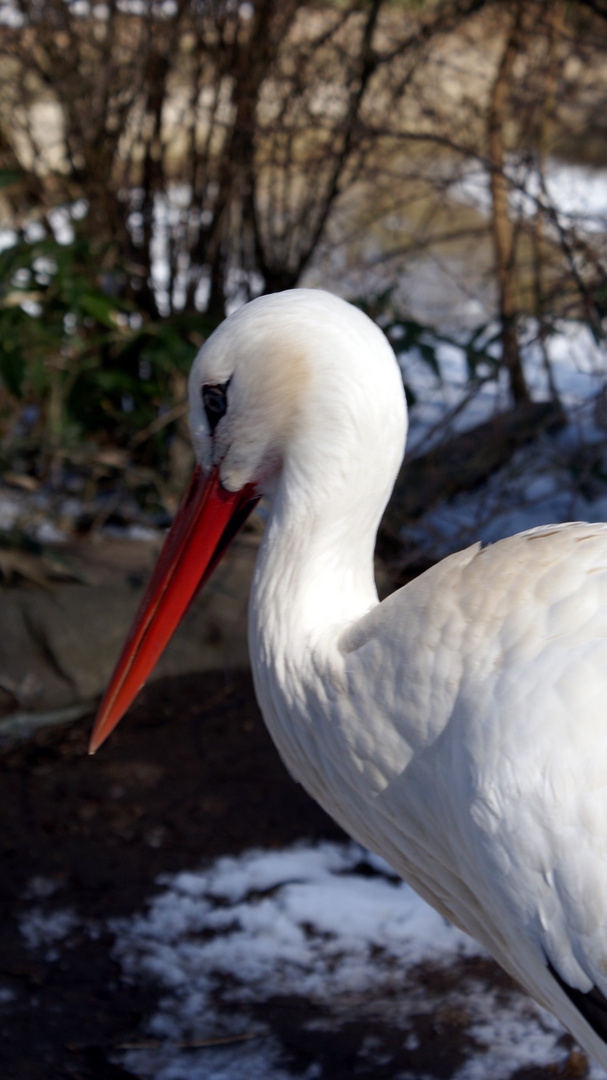 Storch