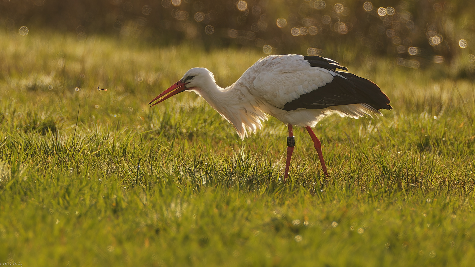 Storch-