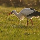 Storch-