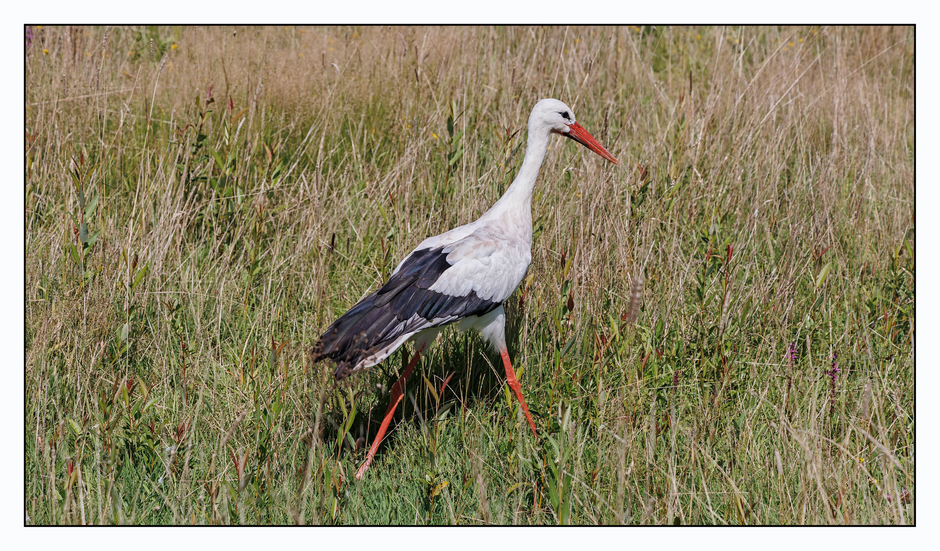 Storch 