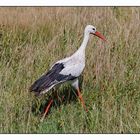 Storch 