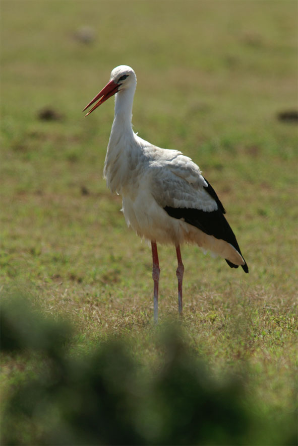 Storch