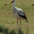 Storch