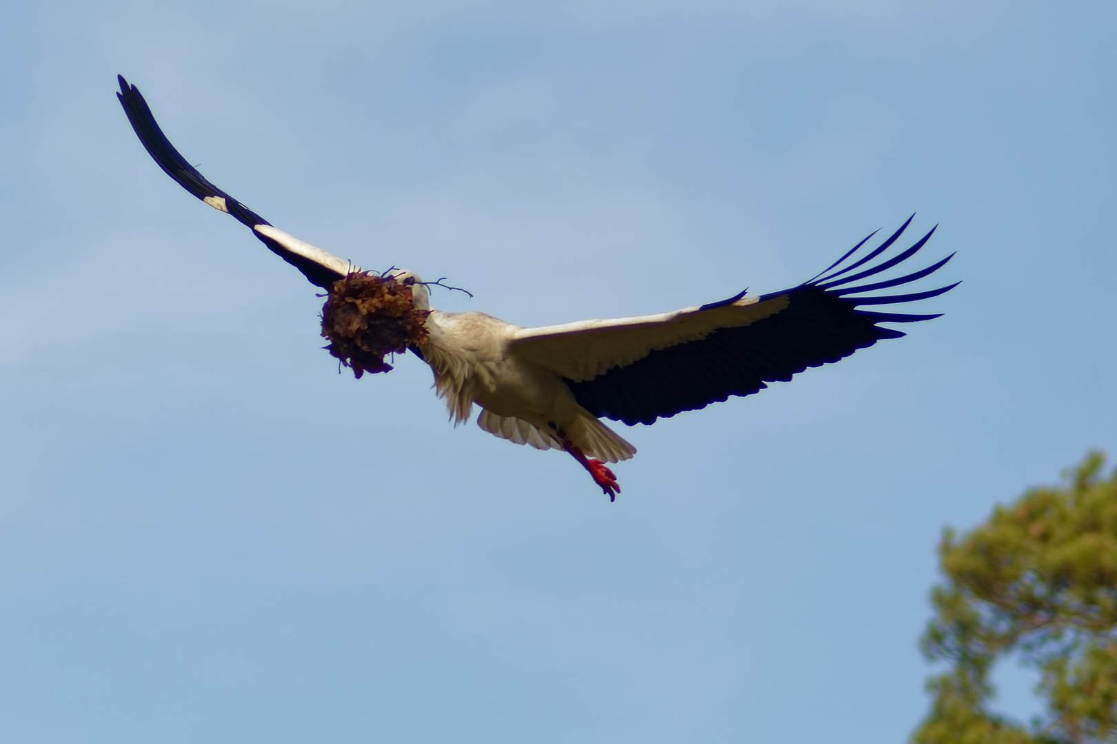 Storch 