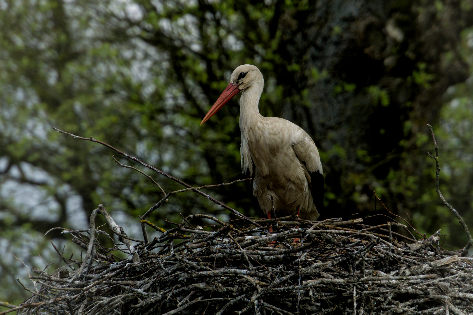 Storch