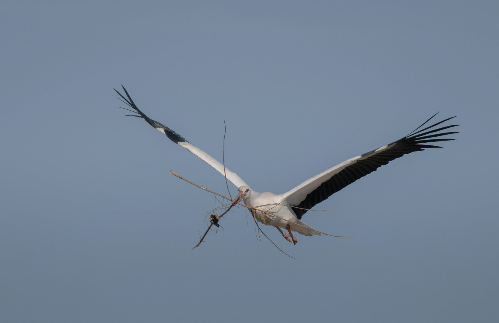 STORCH .