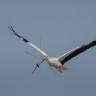 STORCH .