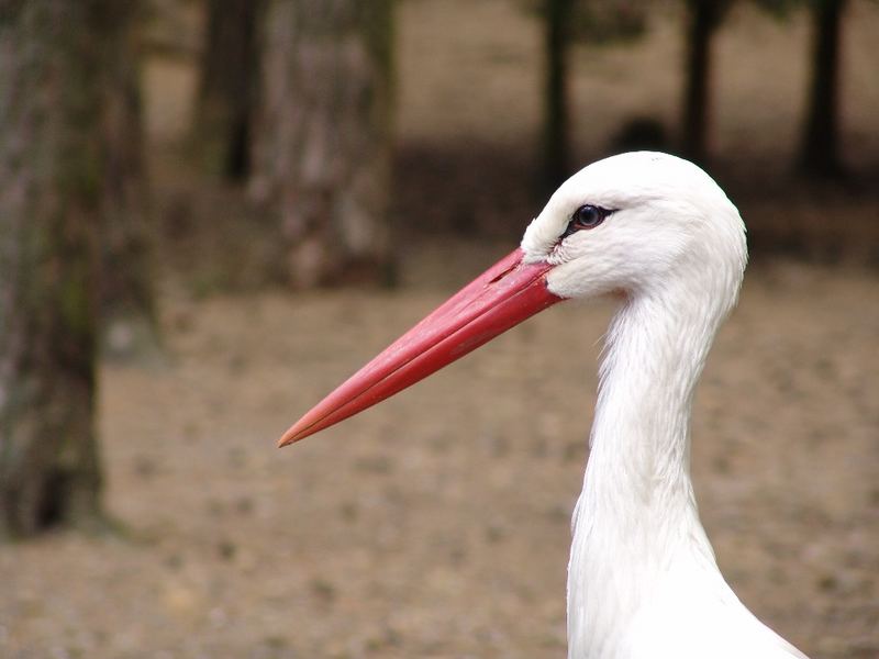 Storch