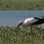 Storch fängt Regenwurm