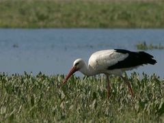 Storch fängt Regenwurm