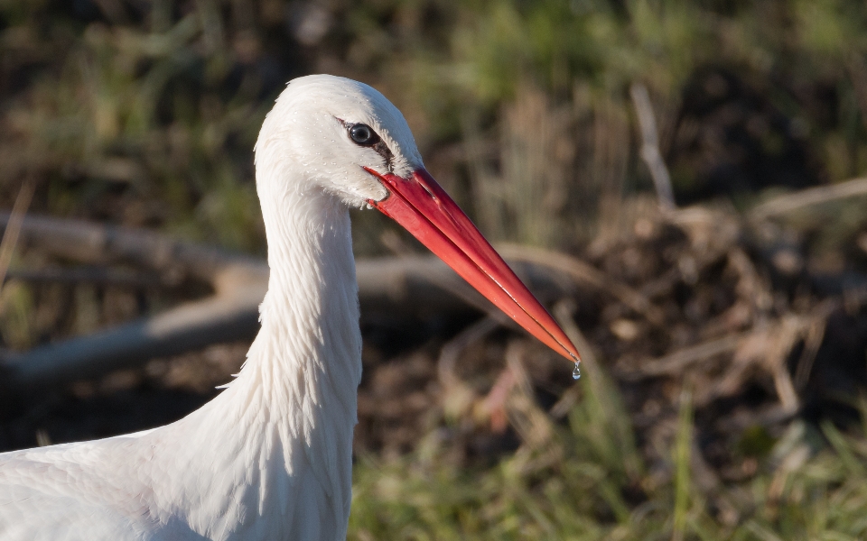 Storch