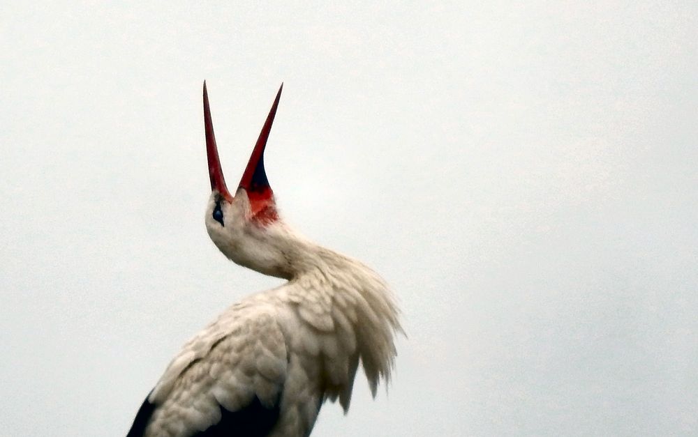 Storch Foto & Bild | natur, tiere, motive Bilder auf fotocommunity