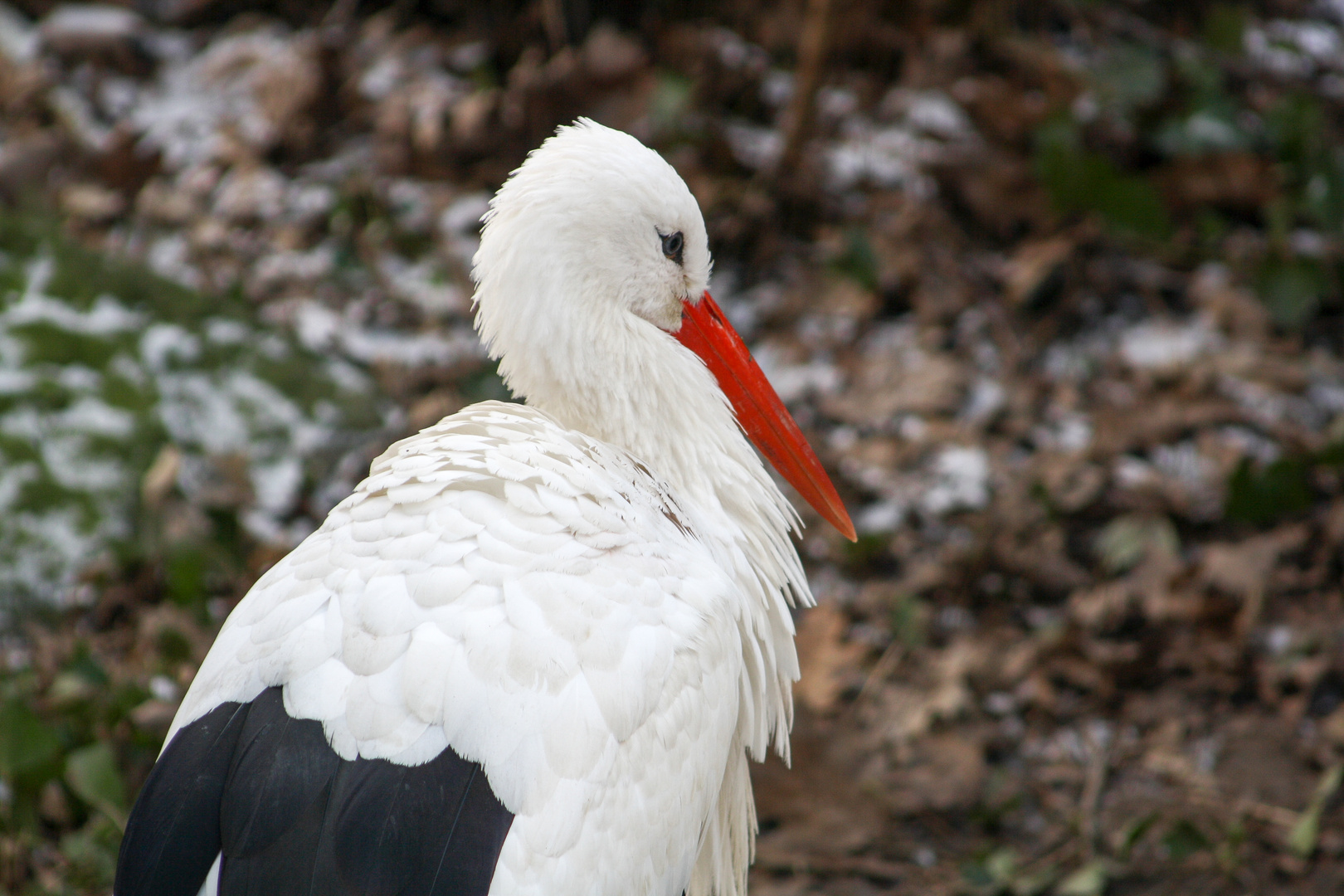 Storch