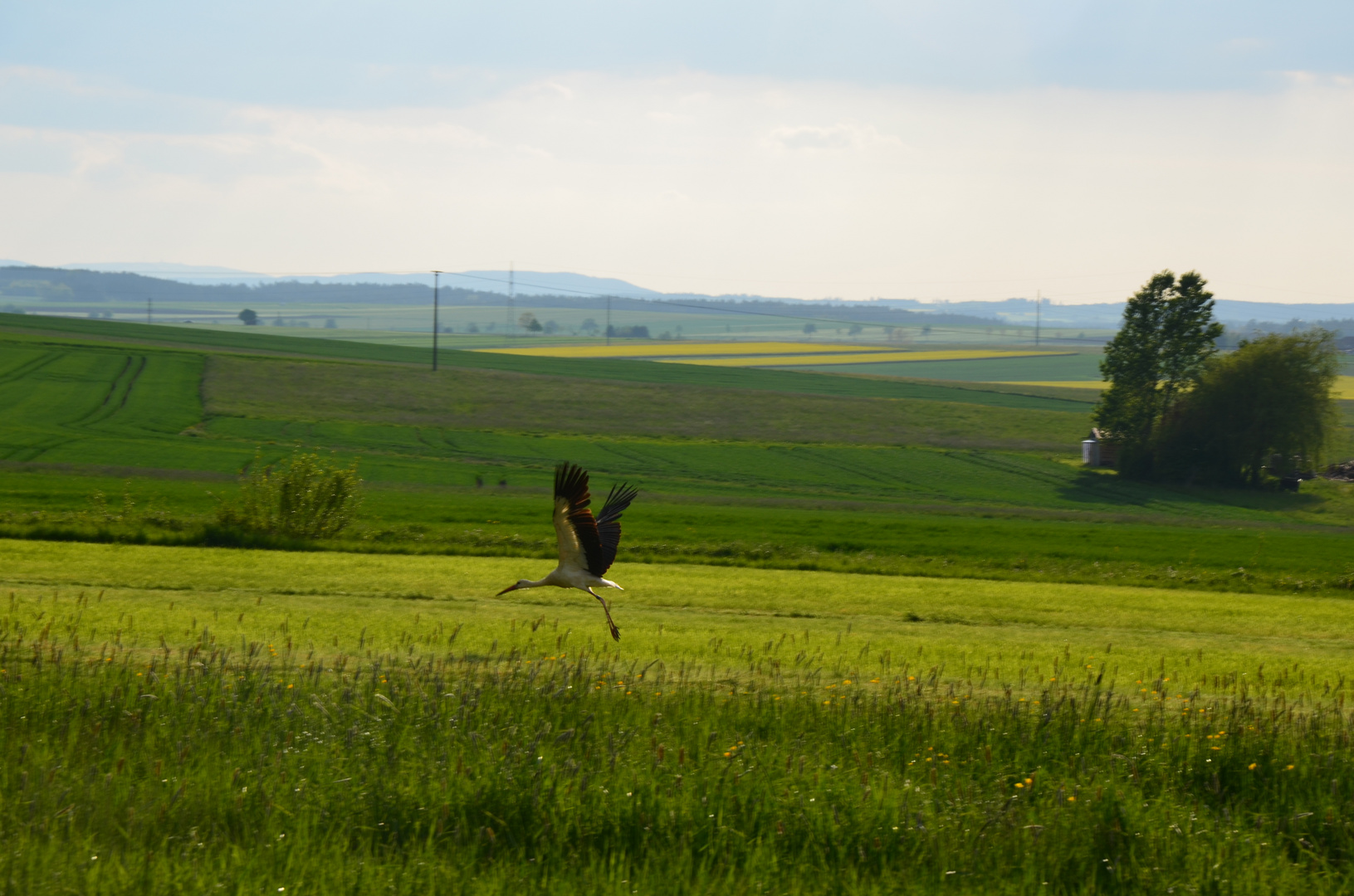 Storch