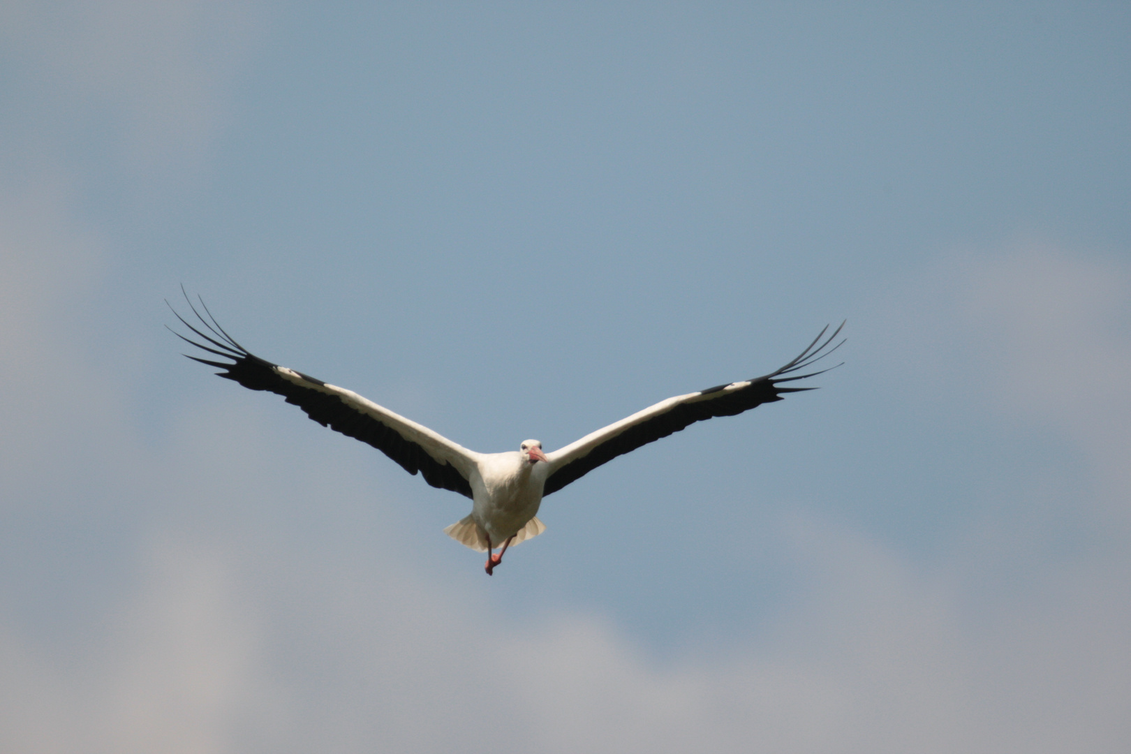 Storch.