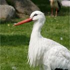 Storch