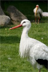 Storch