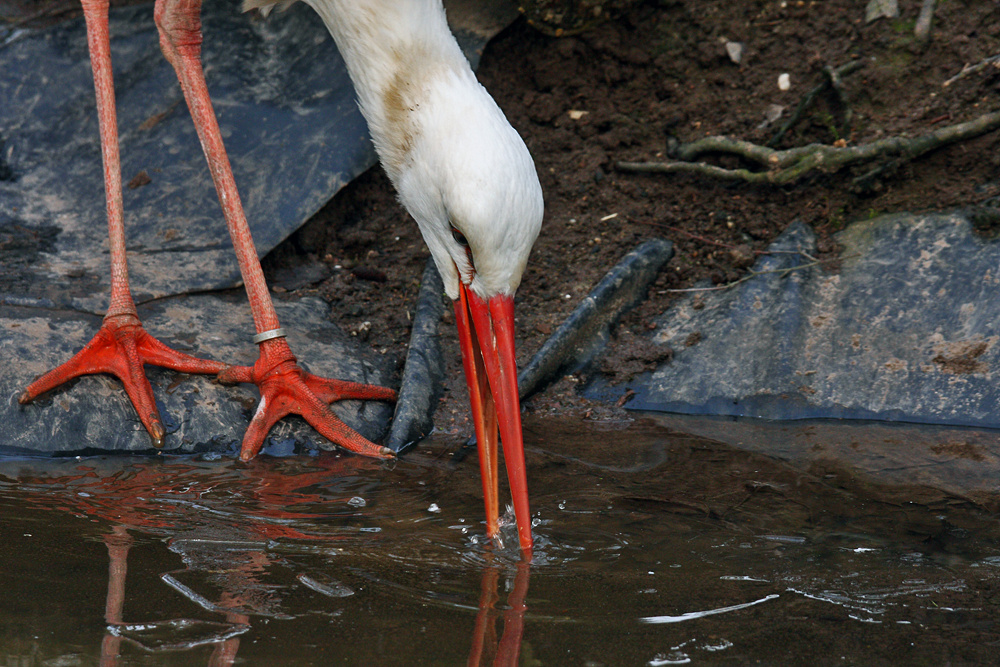 Storch fischen