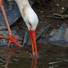 Storch fischen