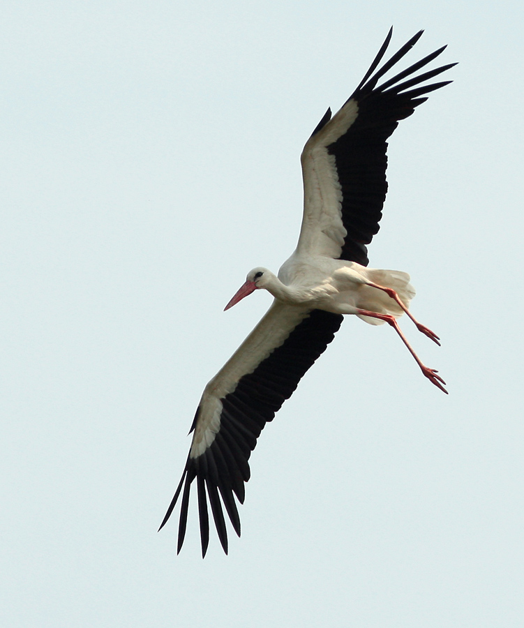 Storch fliegt Steilkurve