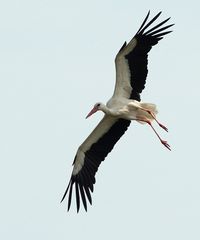 Storch fliegt Steilkurve