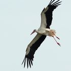 Storch fliegt Steilkurve