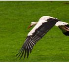 Storch - Flug