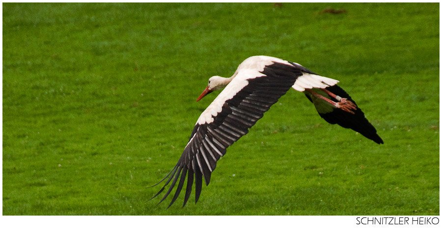 Storch - Flug