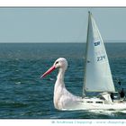 Storch Fock...