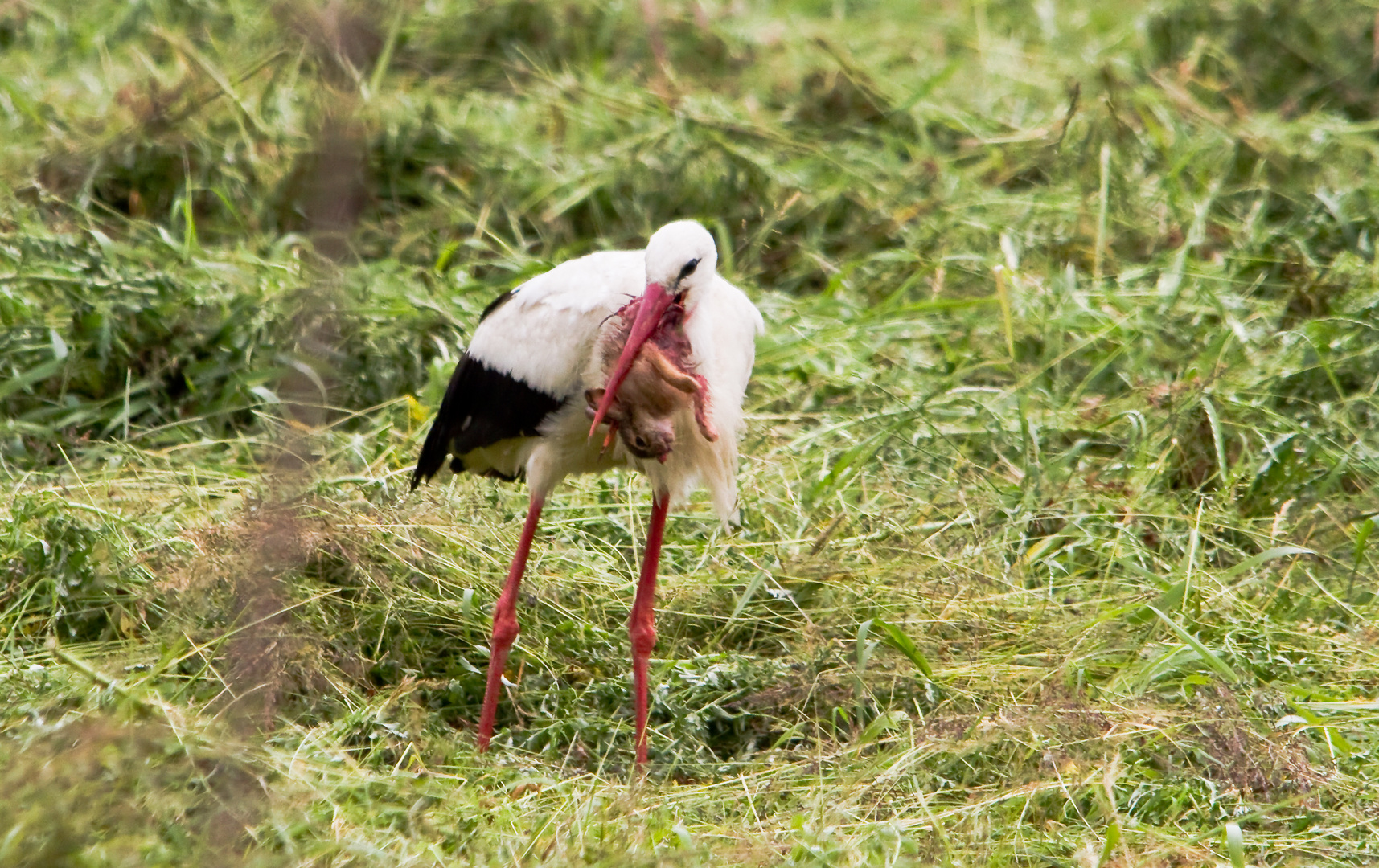 Storch frisst einen Hasen