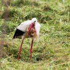 Storch frisst einen Hasen