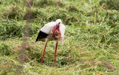 Storch frisst einen Hasen