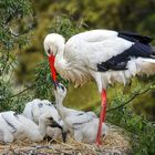 Storch Fütterung