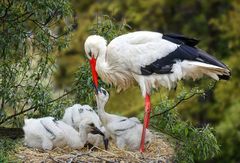 Storch Fütterung