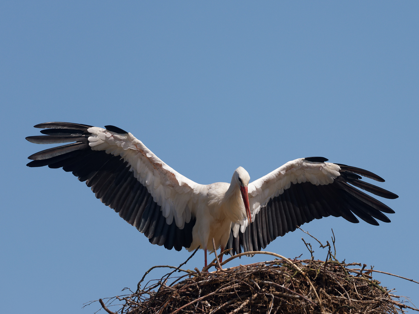 Storch gelandet