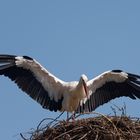 Storch gelandet