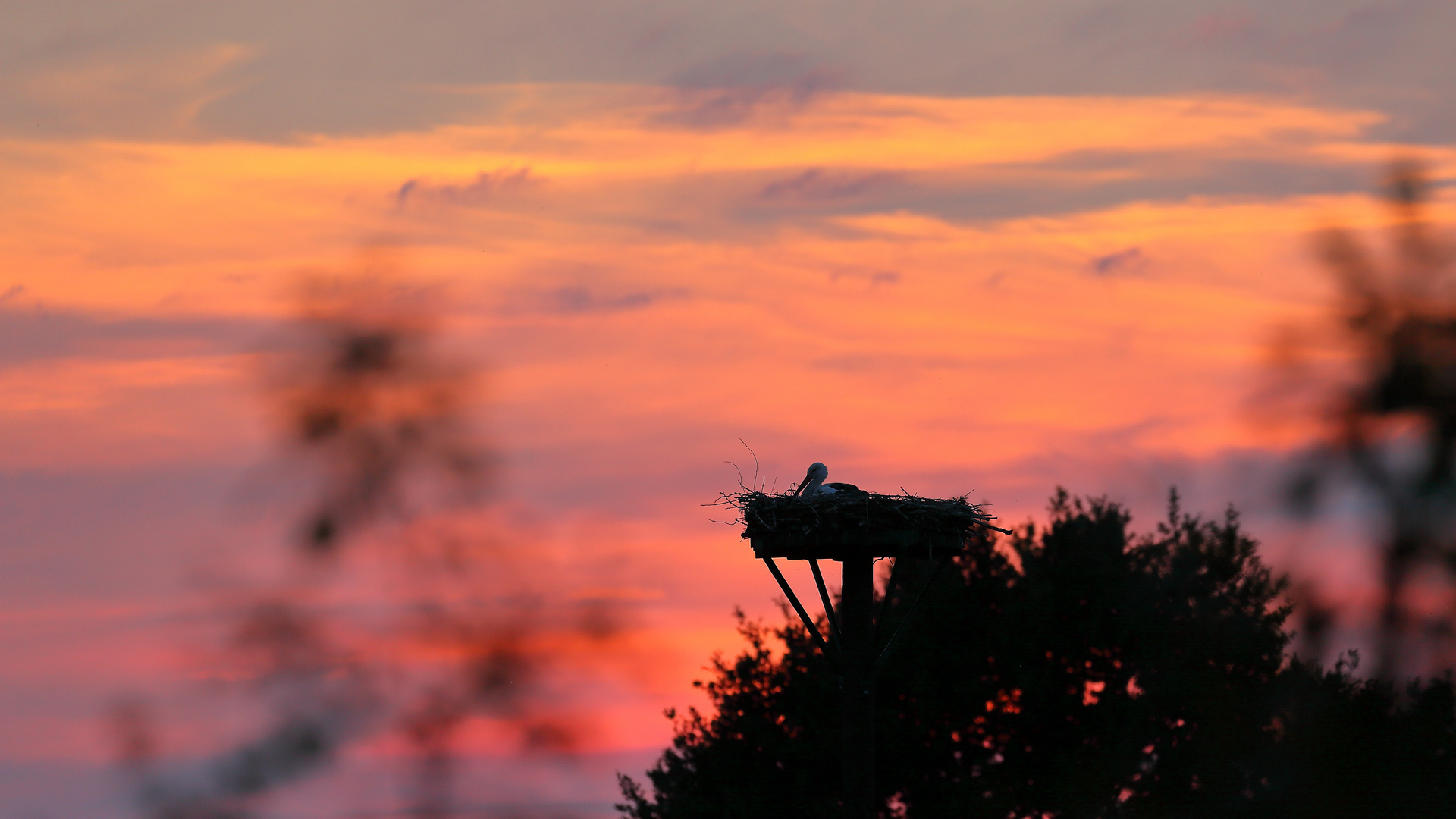 *** Storch genießt den Sonnenuntergang ***