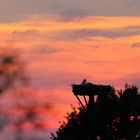 *** Storch genießt den Sonnenuntergang ***