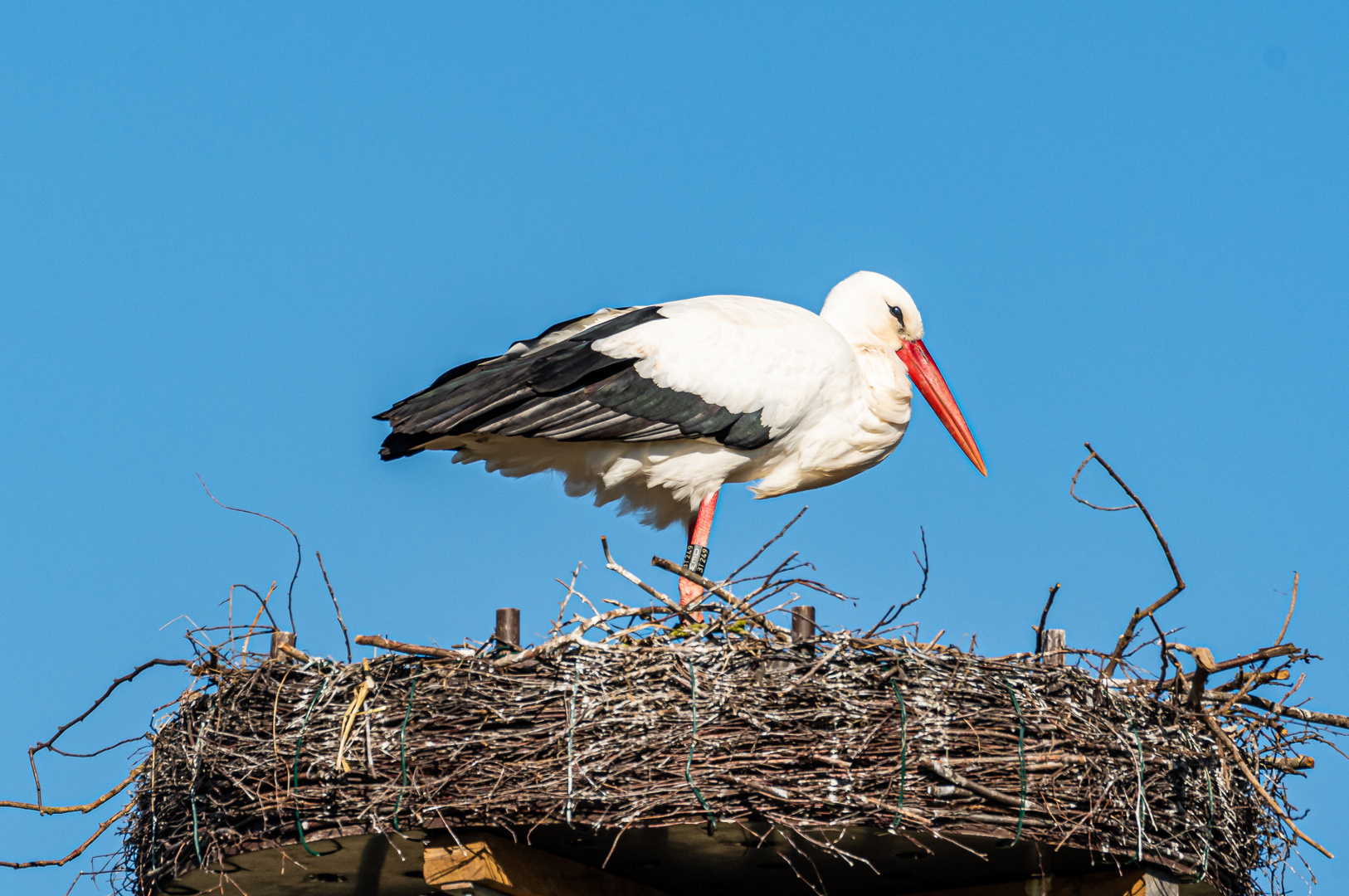 Storch (Gretel) 