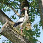 Storch hält Ausschau